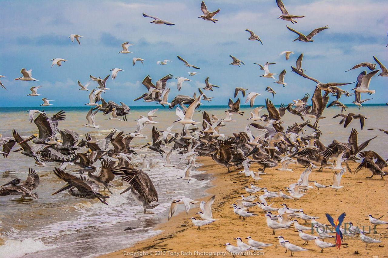 Pelican Beach Resort South Water Caye Dangriga Esterno foto