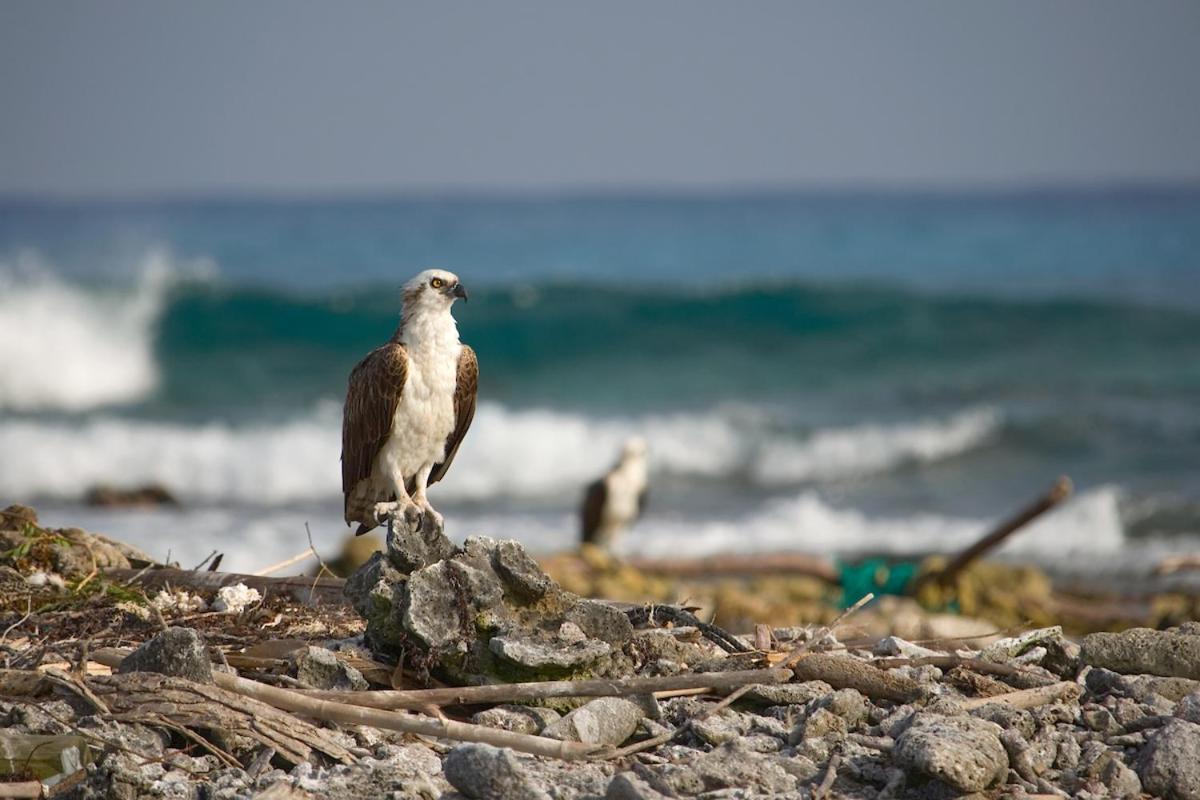 Pelican Beach Resort South Water Caye Dangriga Esterno foto